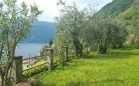 Gli Ulivi Di Nesso